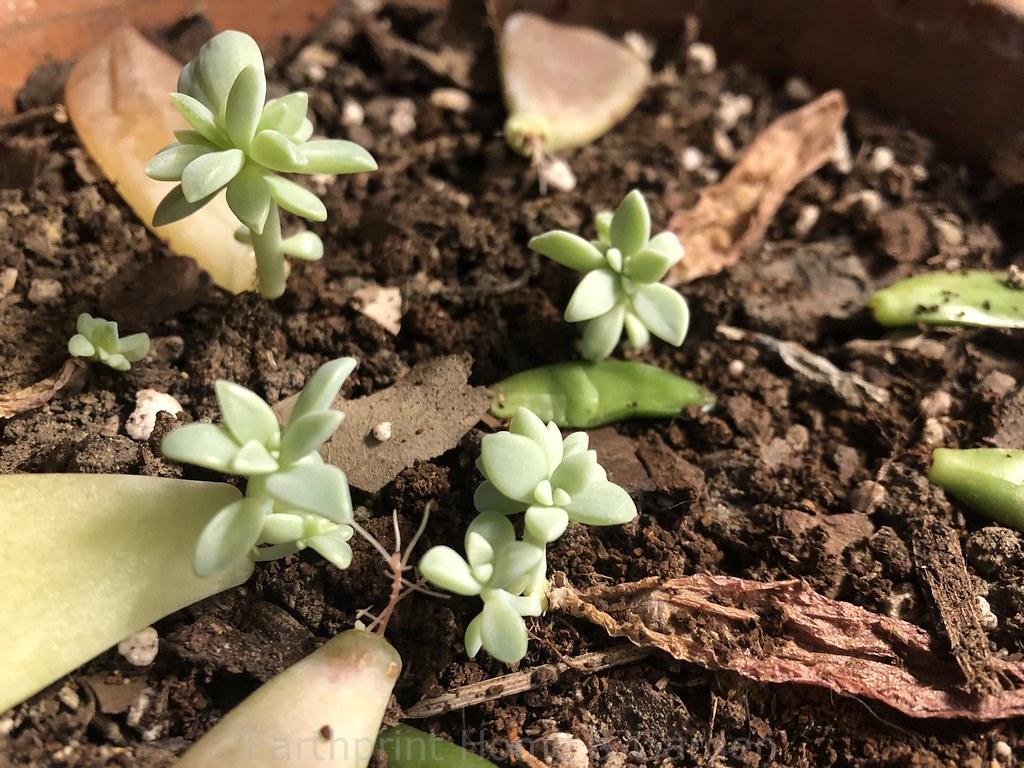 Baby Succulents
Earthprint Home & Garden