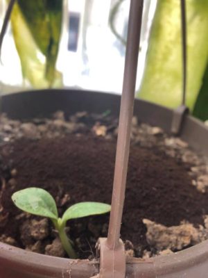 Volunteer Plants in Old Pots