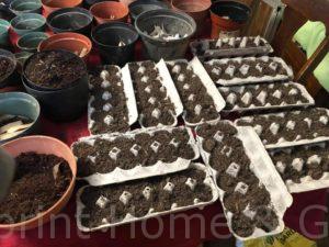 Egg Carton Seed Trays 2021