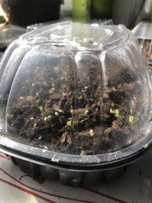 Mini Greenhouse March 2021