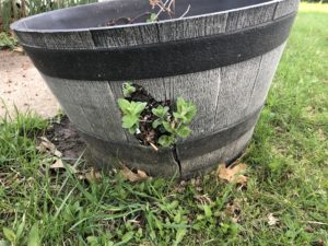 Mint growing out of container