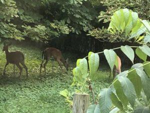 June Deer in the Backyard