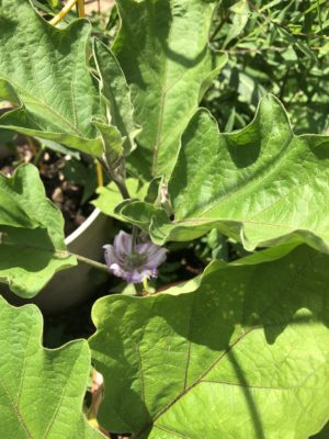 Eggplant in Bloom ’21