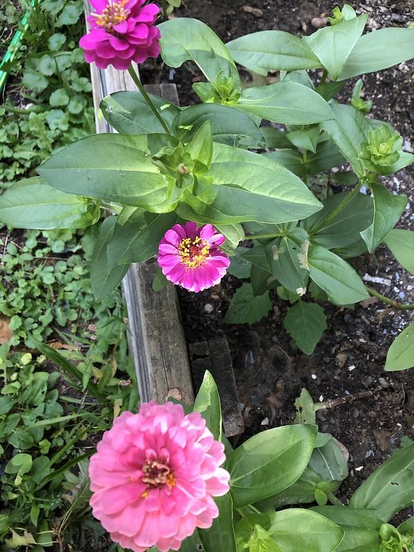 Earthprint Home & Garden Pink & Fuschia Zinnias August 2021