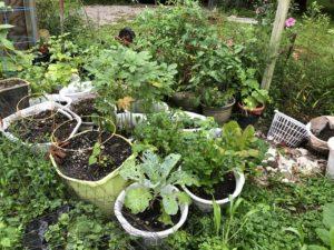 Garden Baskets Update & More