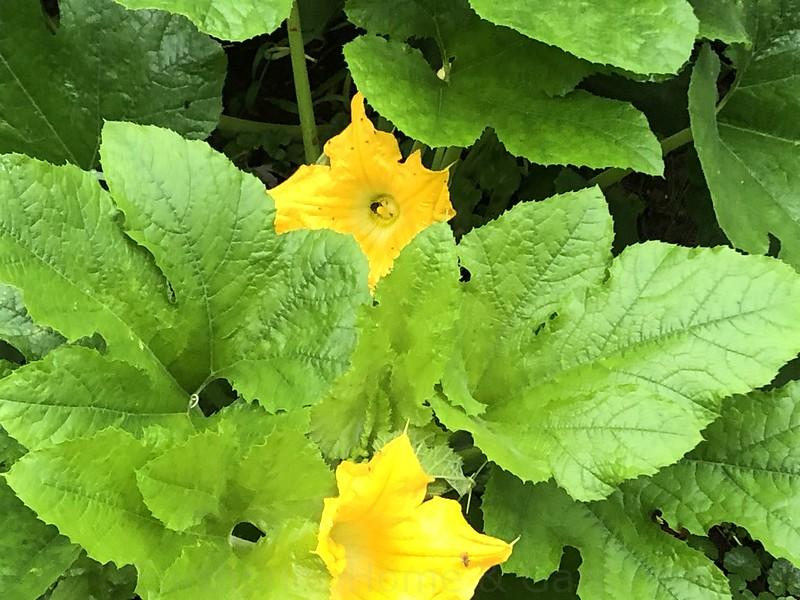 Earthprint Home & Garden monster squash flowers