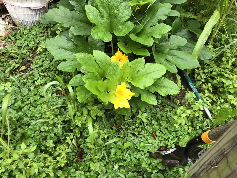 Earthprint Home & Garden monster squash flowers