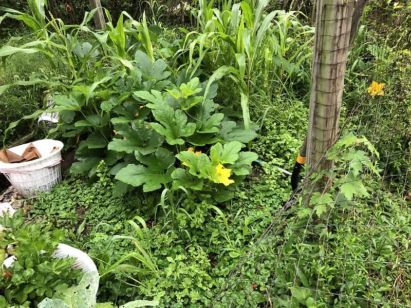 Earthprint Home & Garden monster squash flowers, corn, baskets, and weeds!