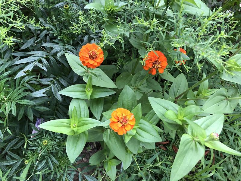 Earthprint Home & Garden Orange Zinnia August 2021