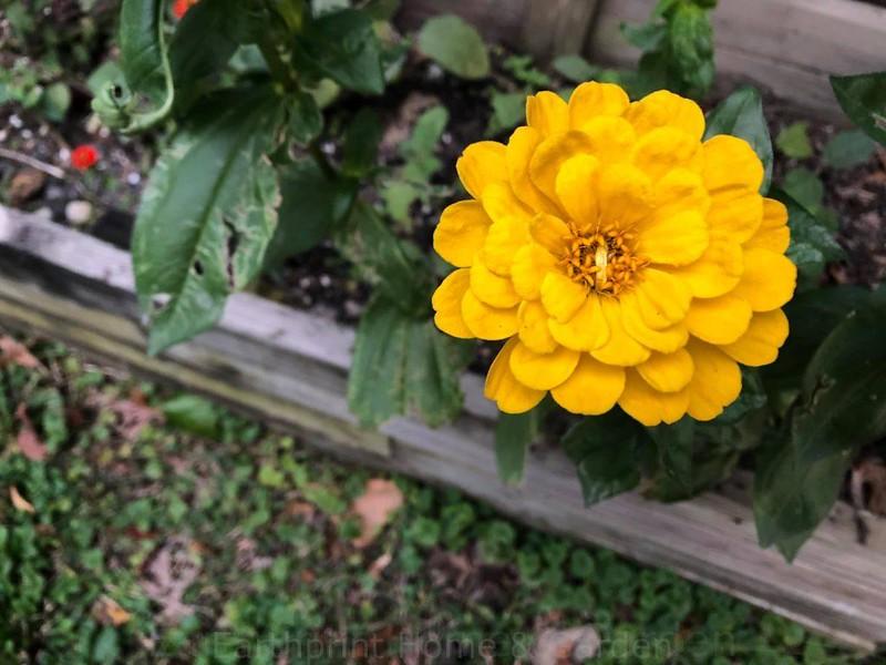 Earthprint Home & Garden Yellow Zinnia August 2021