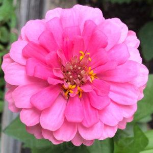 Earthprint Home & Garden Pink Zinnia August 2021