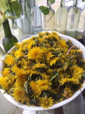 Homemade Dandelion Jelly Recipe