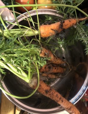 Good Soil Key to Good Carrots