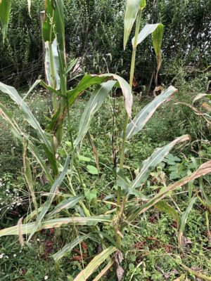 End of season corn stalks 2021