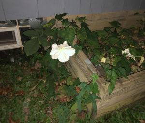 Earthprint Home & Garden Moon Flowers at Night