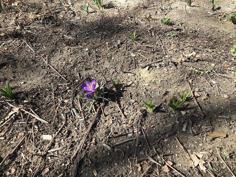 Crocus March 2023