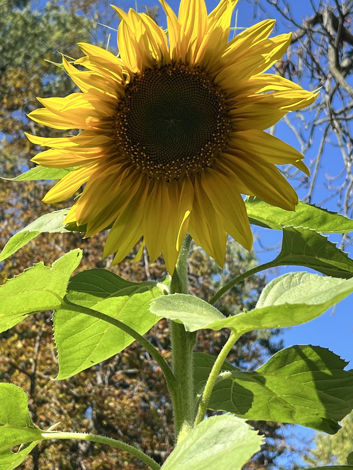 September Sunflower