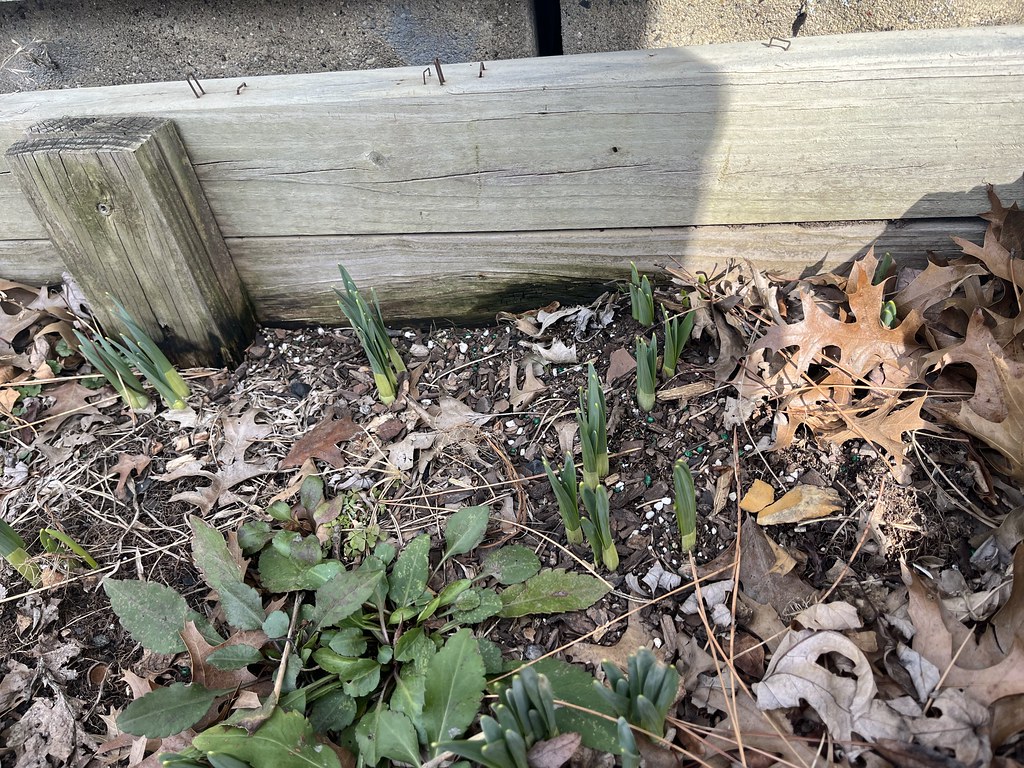 Spring Flowers Coming Up!