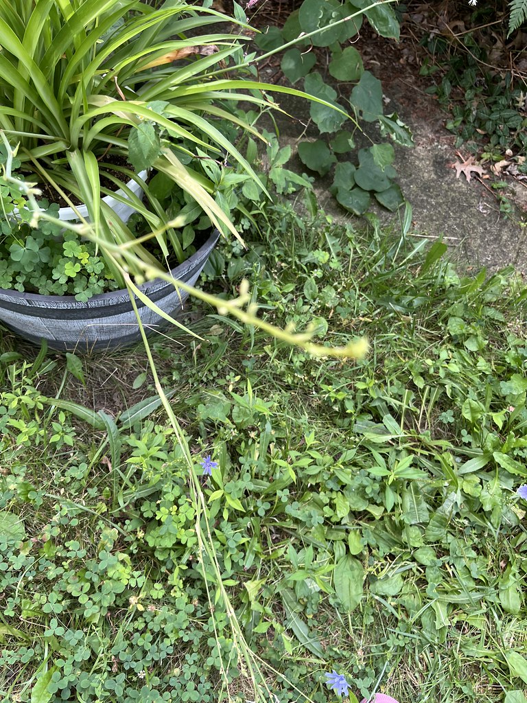 Spider plant in outside barrel, showing blooms. Earthprint Home & Garden