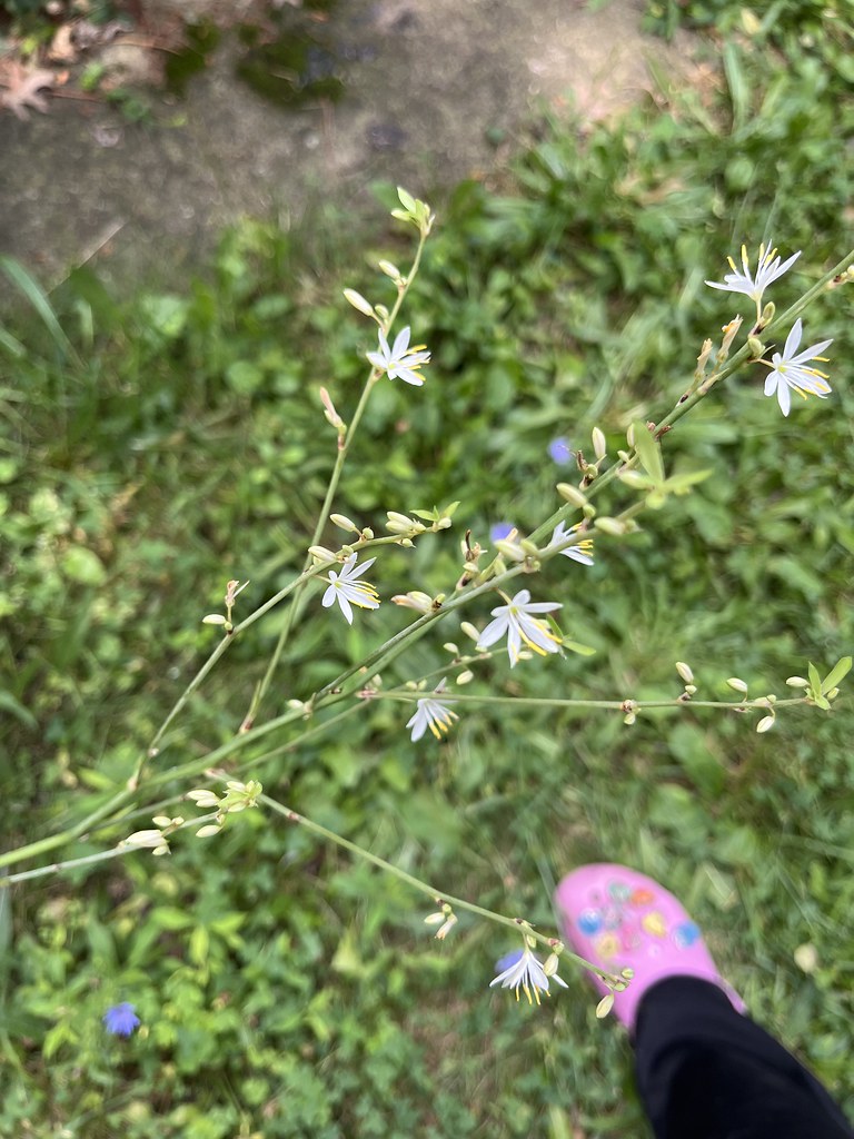 Spider plant in outside barrel, showing blooms. Earthprint Home & Garden