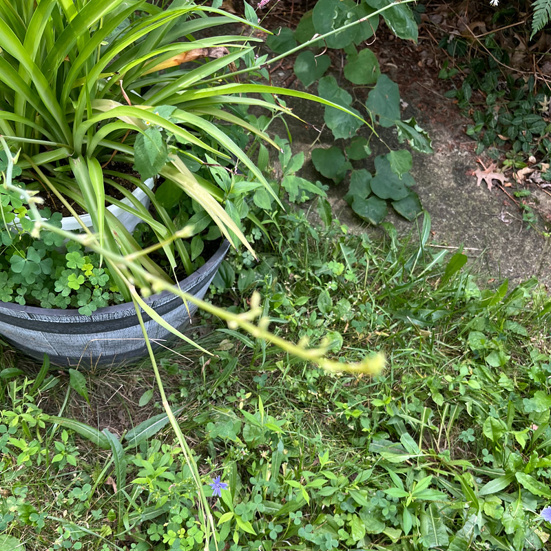 Spider Plant in Bloom