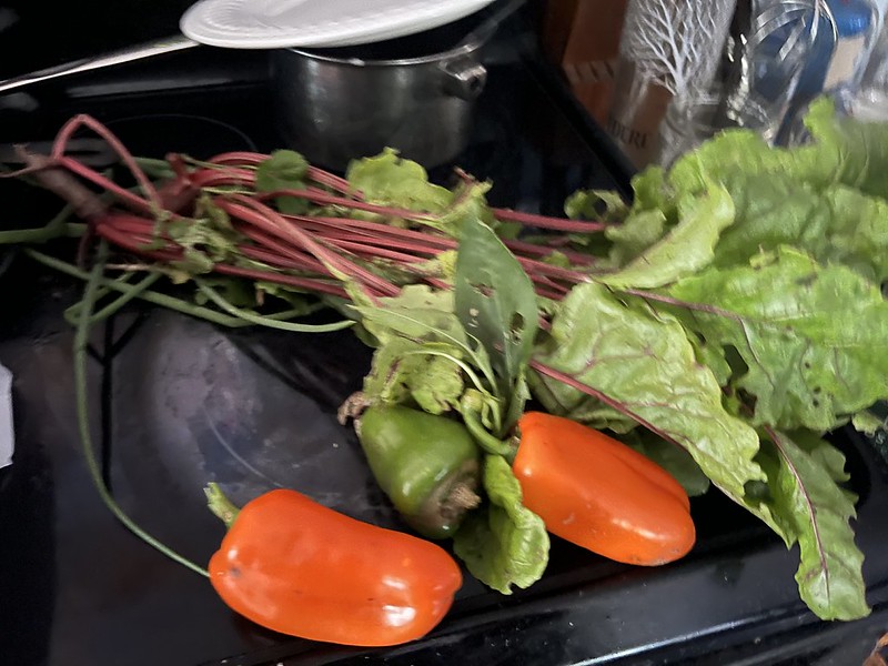Maybe Last Summer 2026 Haul of Peppers
